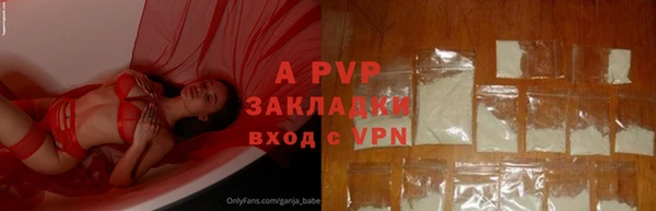 прущие грибы Инта